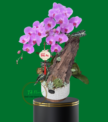 chậu lan hồ điệp hồng ghép lũa