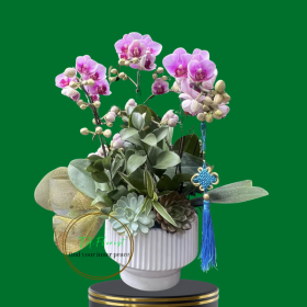 chậu tiểu hồ điệp bảo bối