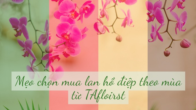 hướng dẫn chọn hoa lan theo mùa