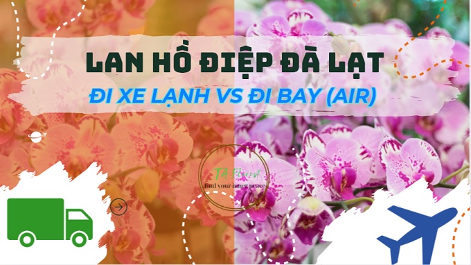 chất lượng lan hồ điệp Đà Lạt vận chuyển bằng đường bay là tốt nhất