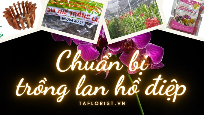 cách trồng lan hồ điệp
