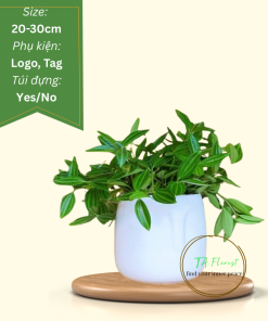 chậu cây bình an quà tặng