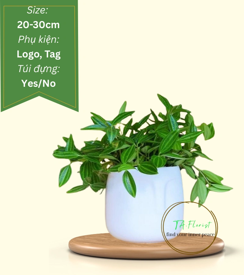 cây bình an để bàn quà tặng doanh nghiệp cây bình an để bàn quà tặng doanh nghiệp