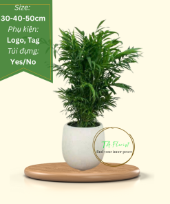 chậu cây cau tiểu trâm chậu cây quà tặng