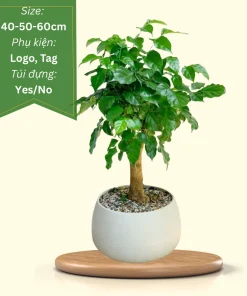 cây hạnh phúc để bàn quà tặng doanh nghiệp
