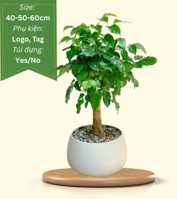 chậu cây hạnh phúc để bàn quà tặng