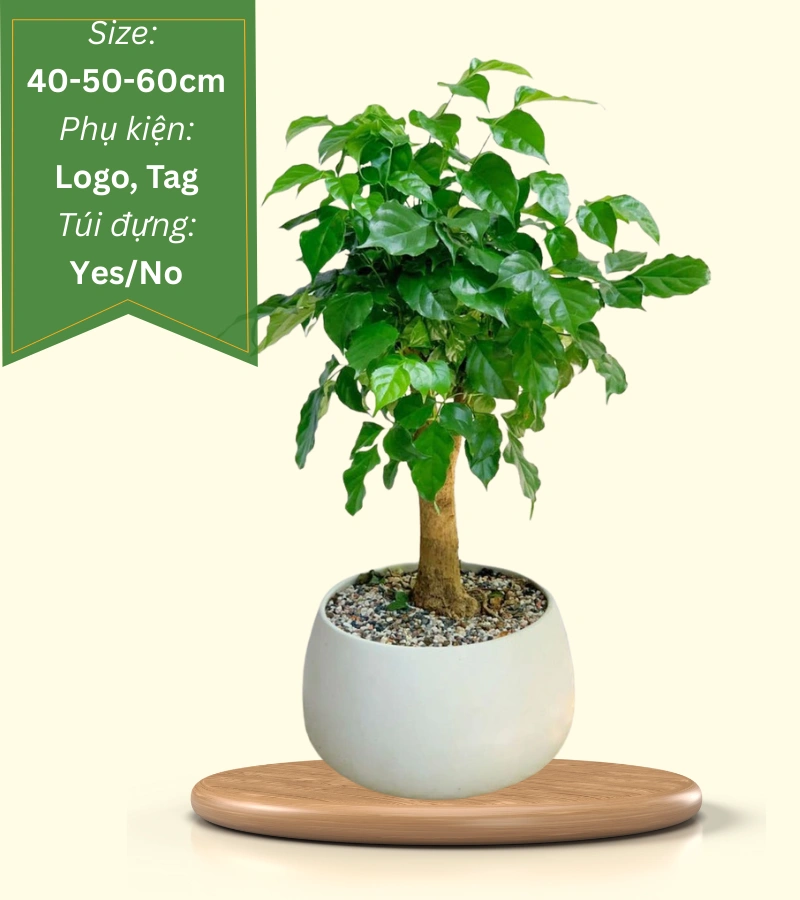 cây hạnh phúc để bàn quà tặng doanh nghiệp cây hạnh phúc để bàn quà tặng doanh nghiệp