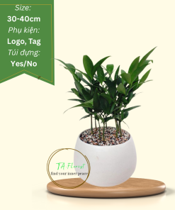 cây kim giao để bàn quà tặng cây xanh