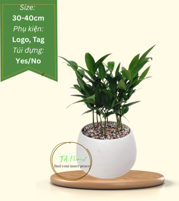 cây kim giao để bàn quà tặng cây xanh