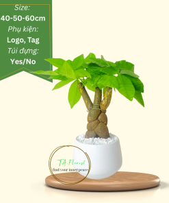 cây kim ngân để bàn quà tặng cây xanh