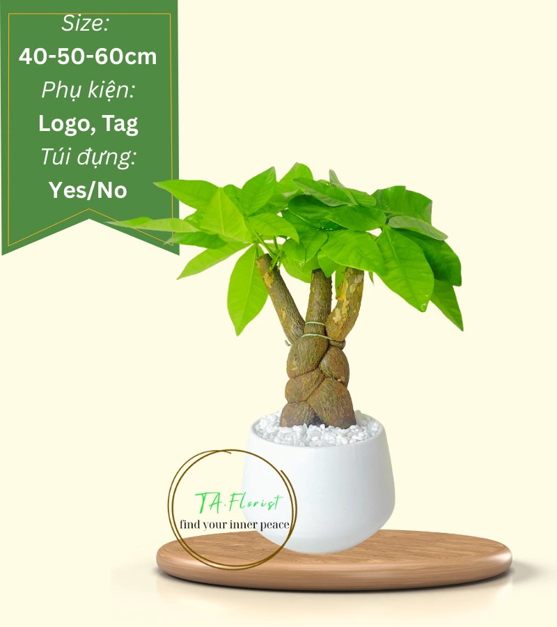 cây kim ngân để bàn quà tặng doanh nghiệp cây kim ngân để bàn quà tặng doanh nghiệp