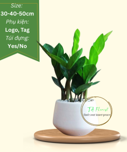 cây kim tiền để bàn quà tặng cây xanh