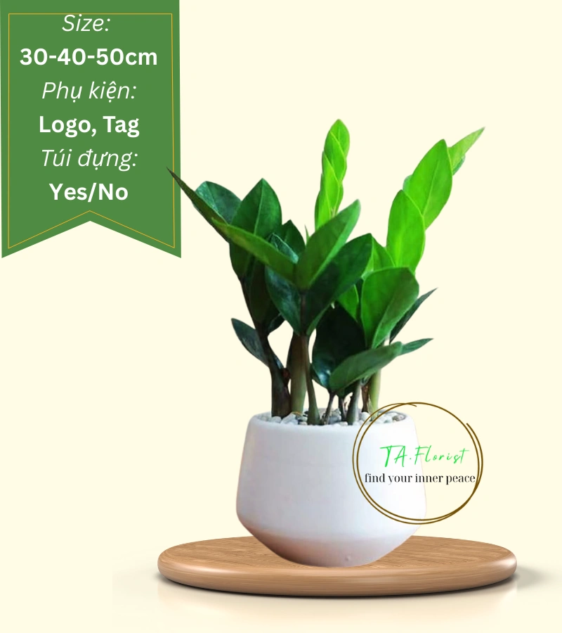 cây kim tiền để bàn quà tặng doanh nghiệp cây kim tiền để bàn quà tặng doanh nghiệp