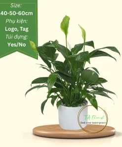 cây lan ý để bàn quà tặng doanh nghiệp