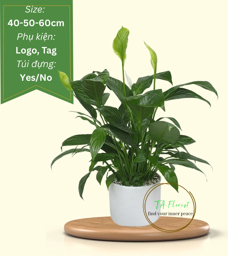 cây lan ý để bàn quà tặng doanh nghiệp cây lan ý để bàn quà tặng doanh nghiệp