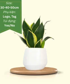 cây lưỡi hổ để bàn quà tặng doanh nghiệp