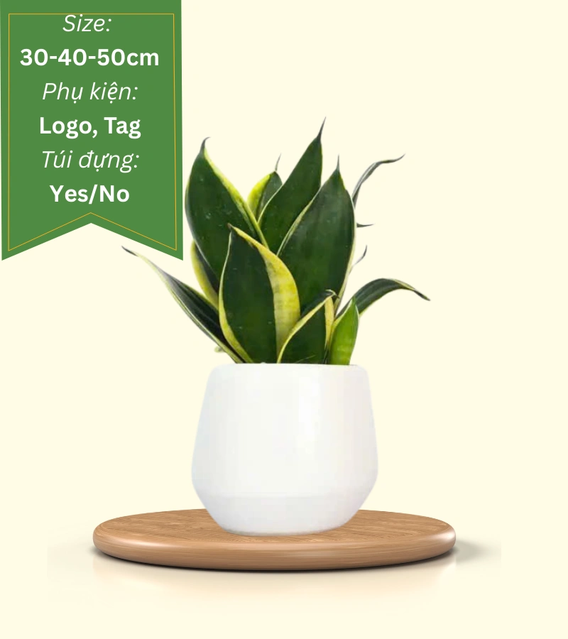 cây lưỡi hổ để bàn quà tặng doanh nghiệp cây lưỡi hổ để bàn quà tặng doanh nghiệp