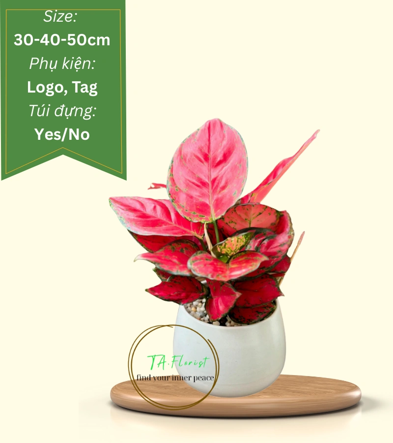 cây phát lộc đỏ để bàn quà tặng doanh nghiệp cây phát lộc đỏ để bàn quà tặng doanh nghiệp