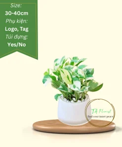 cây trầu bà lá sữa để bàn quà tặng doanh nghiệp