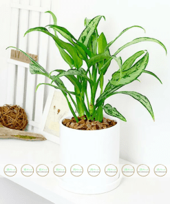 chậu cây giữ tiền