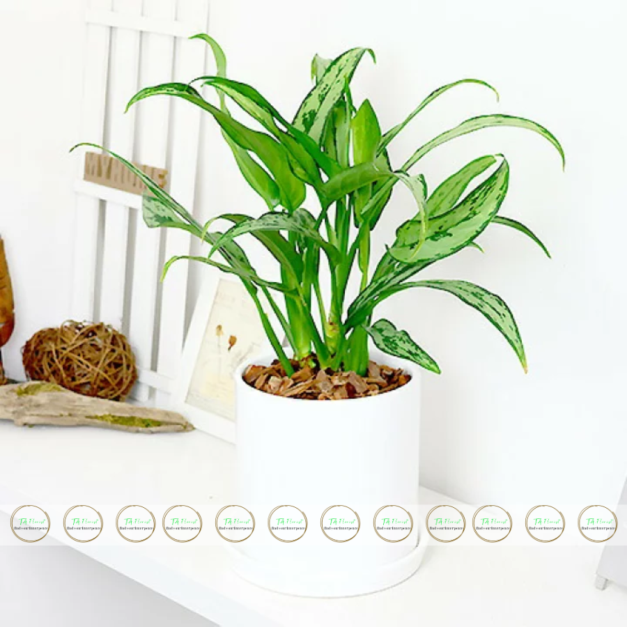 chậu cây giữ tiền chậu cây giữ tiền