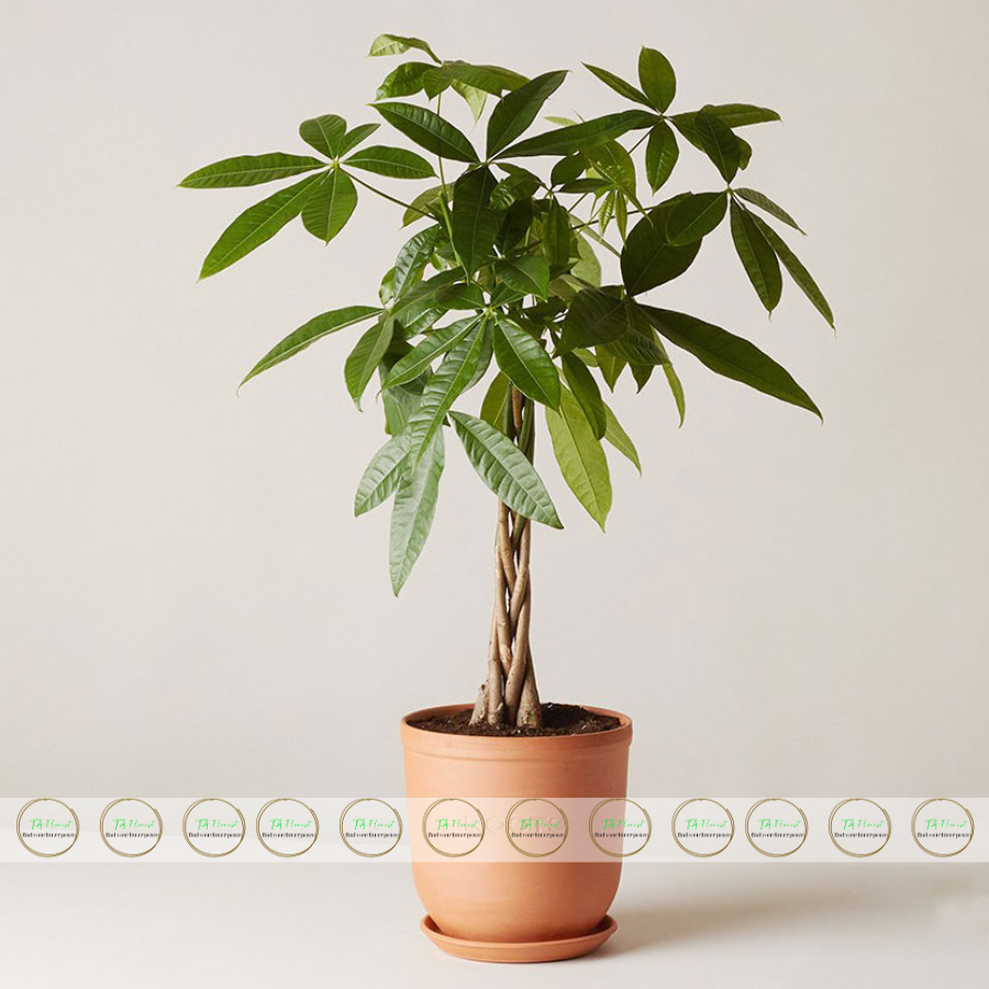 chậu cây kim ngân tết quà tặng chậu cây kim ngân tết quà tặng