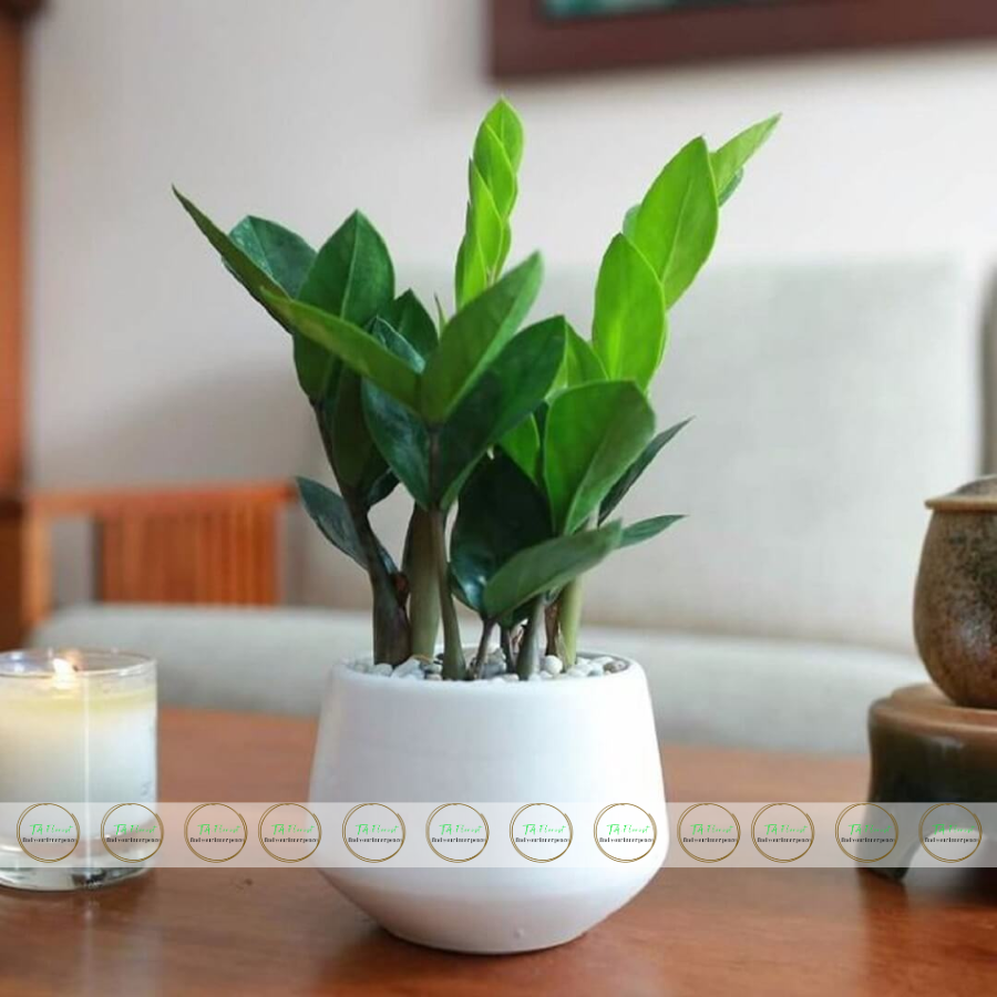 chậu cây kim tiền mini quà tặng để bàn chậu cây kim tiền mini quà tặng để bàn