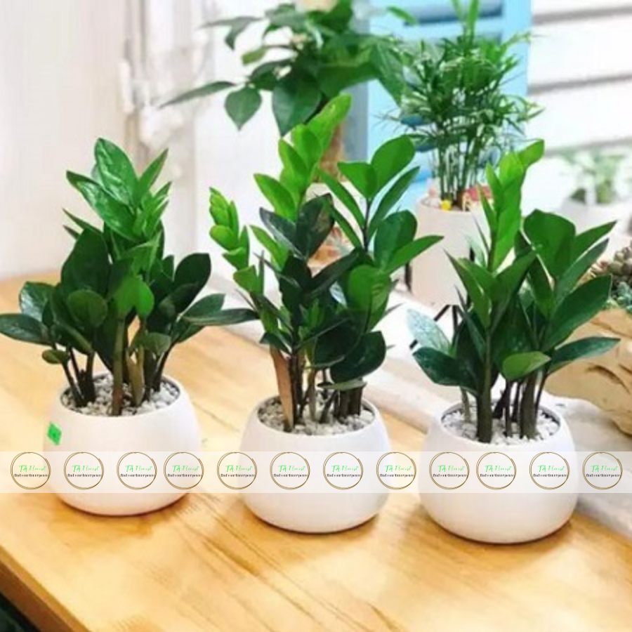 chậu cây kim tiền mini quà tặng để bàn chậu cây kim tiền mini quà tặng để bàn