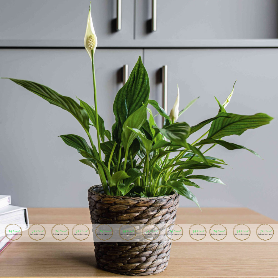 chậu cây lan ý quà tặng để bàn chậu cây lan ý quà tặng để bàn