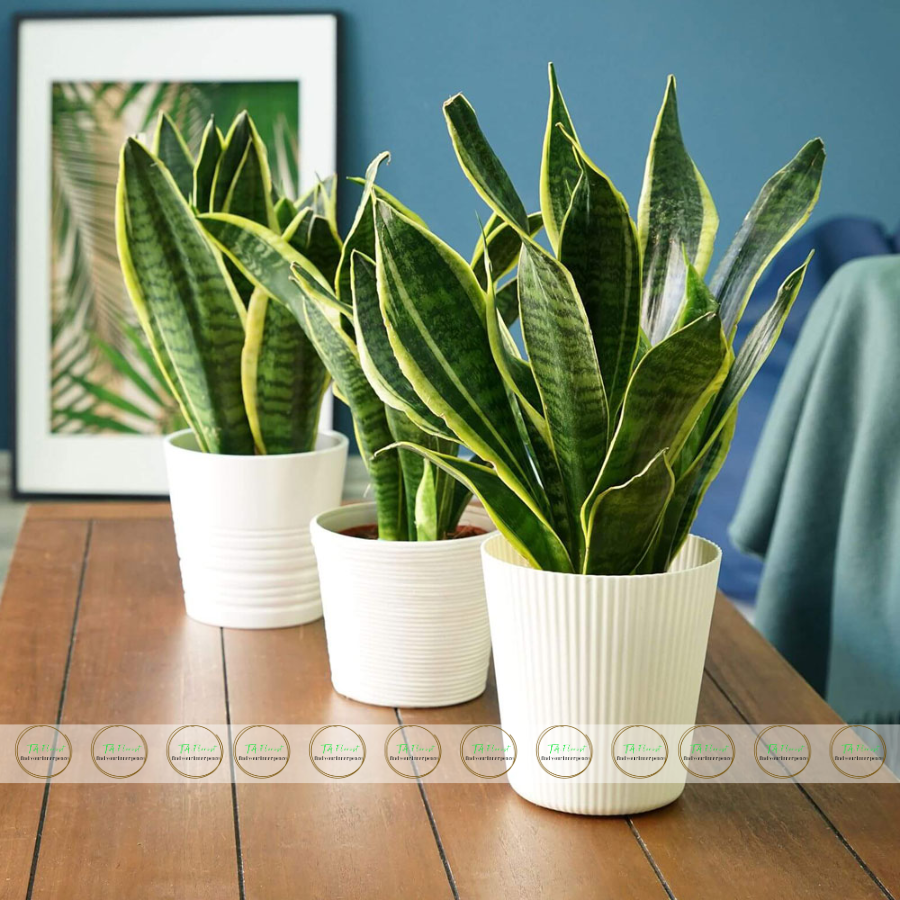 chậu cây lưỡi hổ quà tặng để bàn chậu cây lưỡi hổ quà tặng để bàn