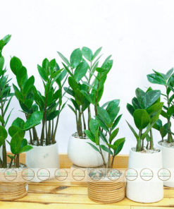 chậu cây kim ngân quà tặng để bàn