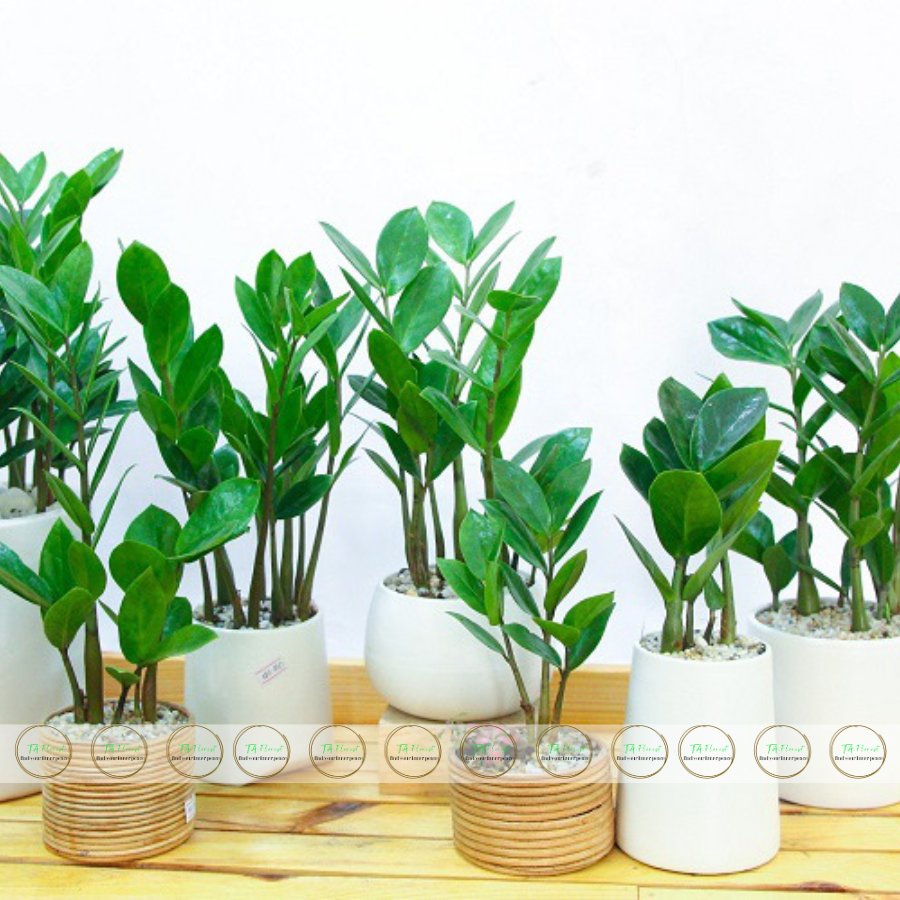 chậu cây kim ngân quà tặng để bàn chậu cây kim ngân quà tặng để bàn