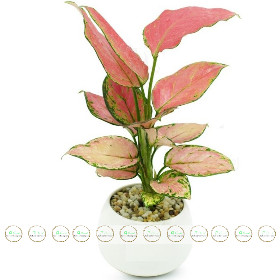 chậu cây phát lộc đỏ quà tặng để bàn chậu cây phát lộc đỏ quà tặng để bàn