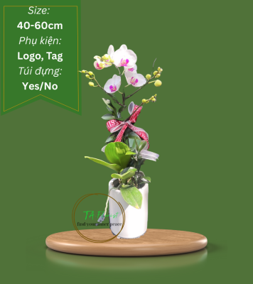 lan hồ điệp để bàn quà tặng cây xanh