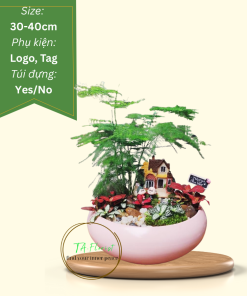 tiểu cảnh kim thủy tùng để bàn quà tặng cây xanh