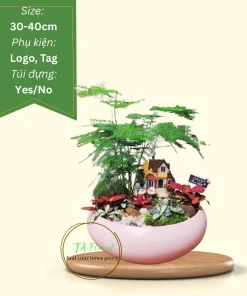cây tiểu cảnh kim thủy tùng tặng văn phòng