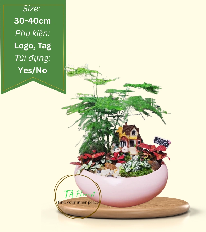 cây tiểu cảnh kim thủy tùng tặng văn phòng cây tiểu cảnh kim thủy tùng tặng văn phòng