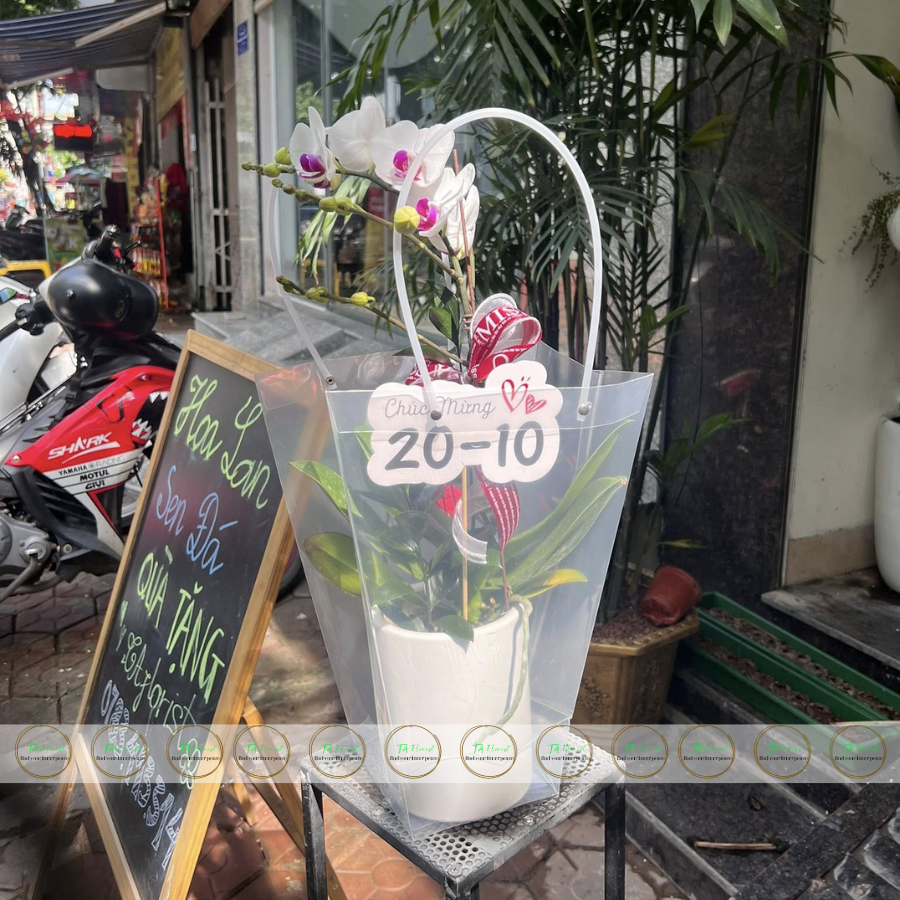 túi quà tặng lan hồ điệp túi quà tặng lan hồ điệp