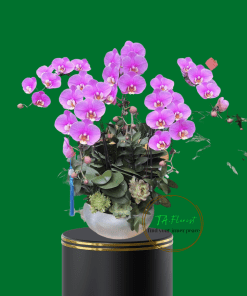 lan hồ điệp hồng ana tại Hà Nội