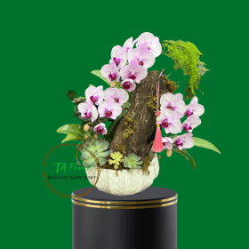 tiểu cảnh lan hồ điệp mini tặng sếp tại Hà Nội