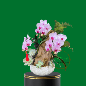 tiểu cảnh lan hồ điệp mini tặng sếp tại Hà Nội