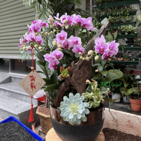 tiểu cảnh lan hồ điệp mini tặng sếp tại Hà Nội