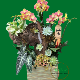 tiểu cảnh lan hồ điệp mini tặng sếp tại Hà Nội