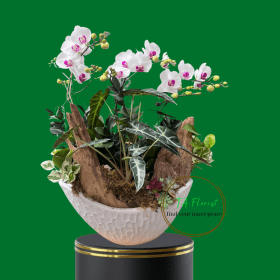 tiểu cảnh lan hồ điệp mini tặng sếp tại Hà Nội