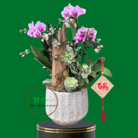 tiểu cảnh lan hồ điệp mini tặng sếp tại Hà Nội