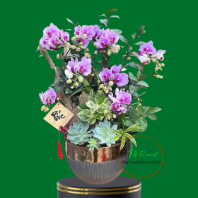 tiểu cảnh lan hồ điệp mini tặng sếp tại Hà Nội