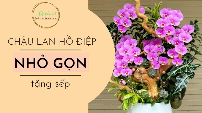 chậu lan hồ điệp tặng sếp