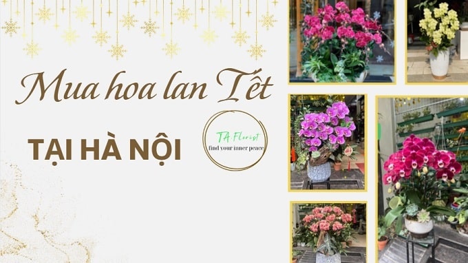 mua hoa lan hồ điệp tết tại Hà Nội