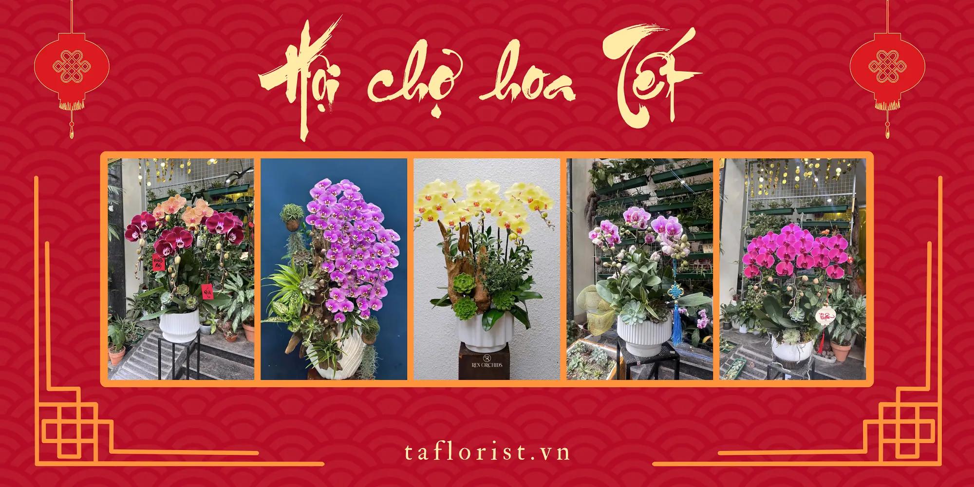 mua hoa lan hồ điệp Tết 2026