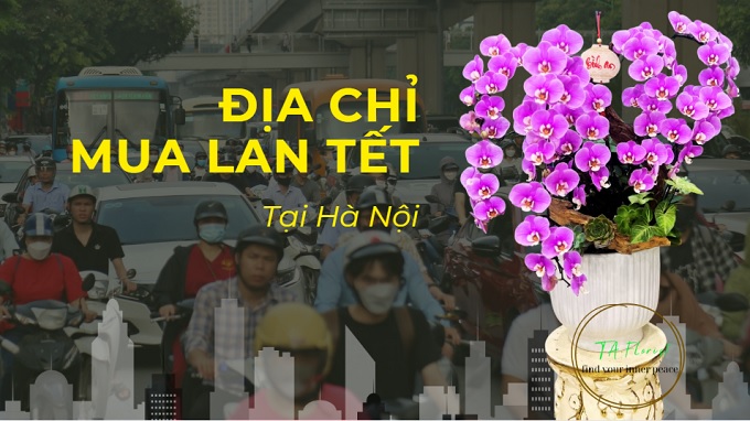 địa chỉ mua lan hồ điệp tết